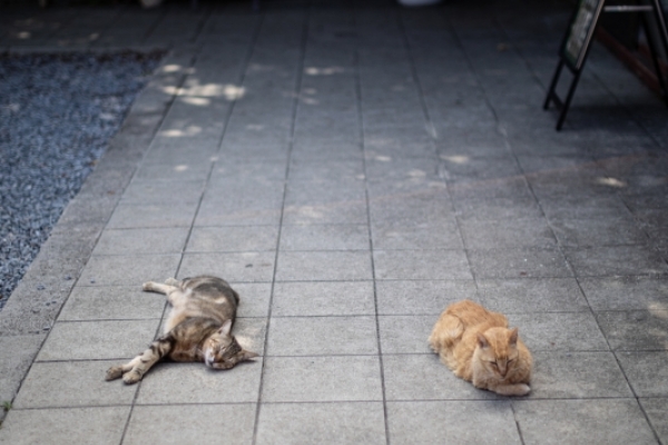 b1ed3d3bbe9498b83c1de71926c0dcf2-thumb