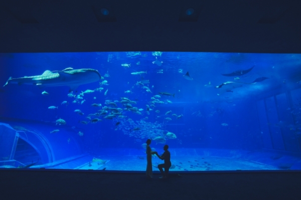 沖縄美ら海水族館 貸切プロポーズ（撮影なし・サプライズ専用）